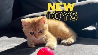 New Toys 🧸 by Mikey cat 3,187 views 11 months ago 8 minutes, 2 seconds