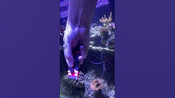 More SATISFYING algae scraping! #reefing #algae #reeftank