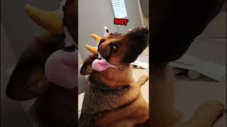 These little guys chose chaos today 🐾🔥 #animalvideos #funnydogs #cat #voiceover