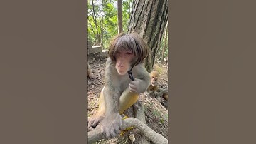 apa yang dilakukan monyet ini##monyet #hewan #satwaliar #wildlife  #hutan #monyetlucu   #videolucu