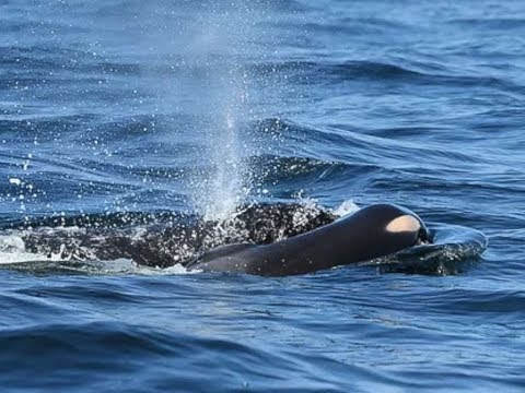 researchers-found-orca-whale-still-holding-on-to-her-dead-calf-9-days-later