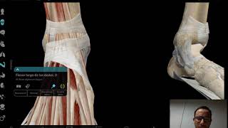 Capsula tobillo: Oseo, ligamentos y tendones mediante RM