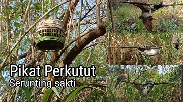 mikat perkutut menggunakan pulut