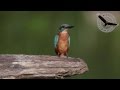 Tulžys (Alcedo atthis) Common Kingfisher