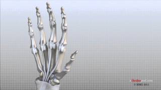 Hand Anatomy Animated Tutorial screenshot 4