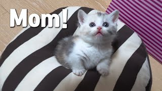 The First Moment My Baby Cat Recognize me as a Mother