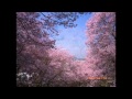 高遠桜