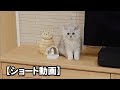 【サイベリアン】勢いよく走って来てなぜか置物のまねをする子猫 #Shorts