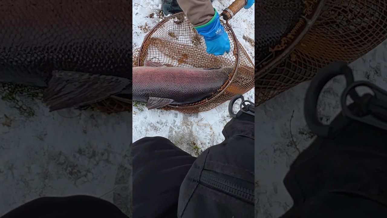 1m Giant Trowt After Brutal Fight