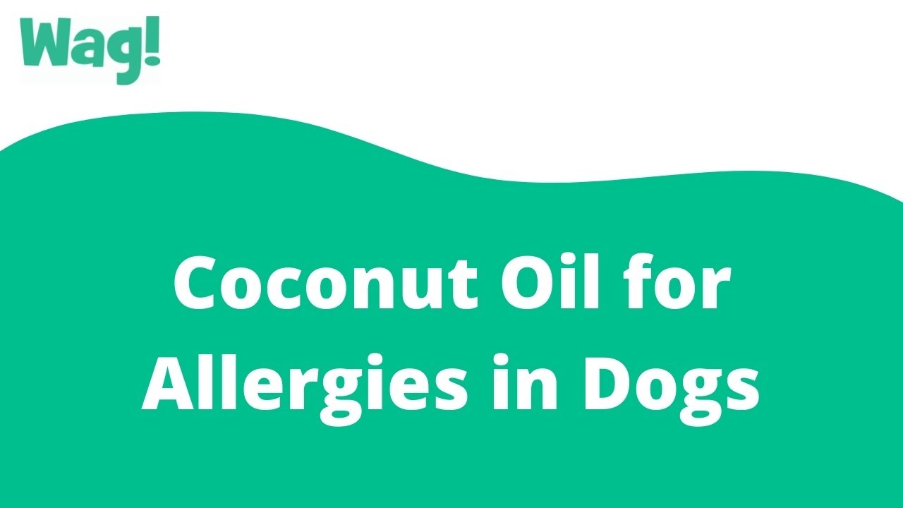 Are Dogs Allergic To Coconut