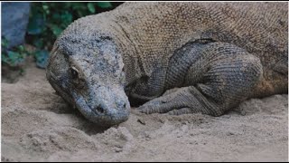 Can a human beat a Komodo dragon by Cute Animal 2,808 views 4 months ago 1 minute, 13 seconds