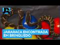 Cobra jararaca mobiliza veterinários após ser achada em restaurante de Suzano