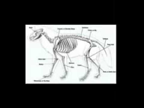 Wolf Anatomy 1 - YouTube
