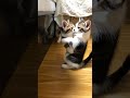 流行っているのでやってみました😸#猫とゲームとおやじ #ねこのいる生活 #ねこのいる暮らし #もとのらねこ #猫 #cat