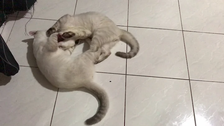 Video 956771: lynx point siamese cat, siamese cat fight, lynx playing