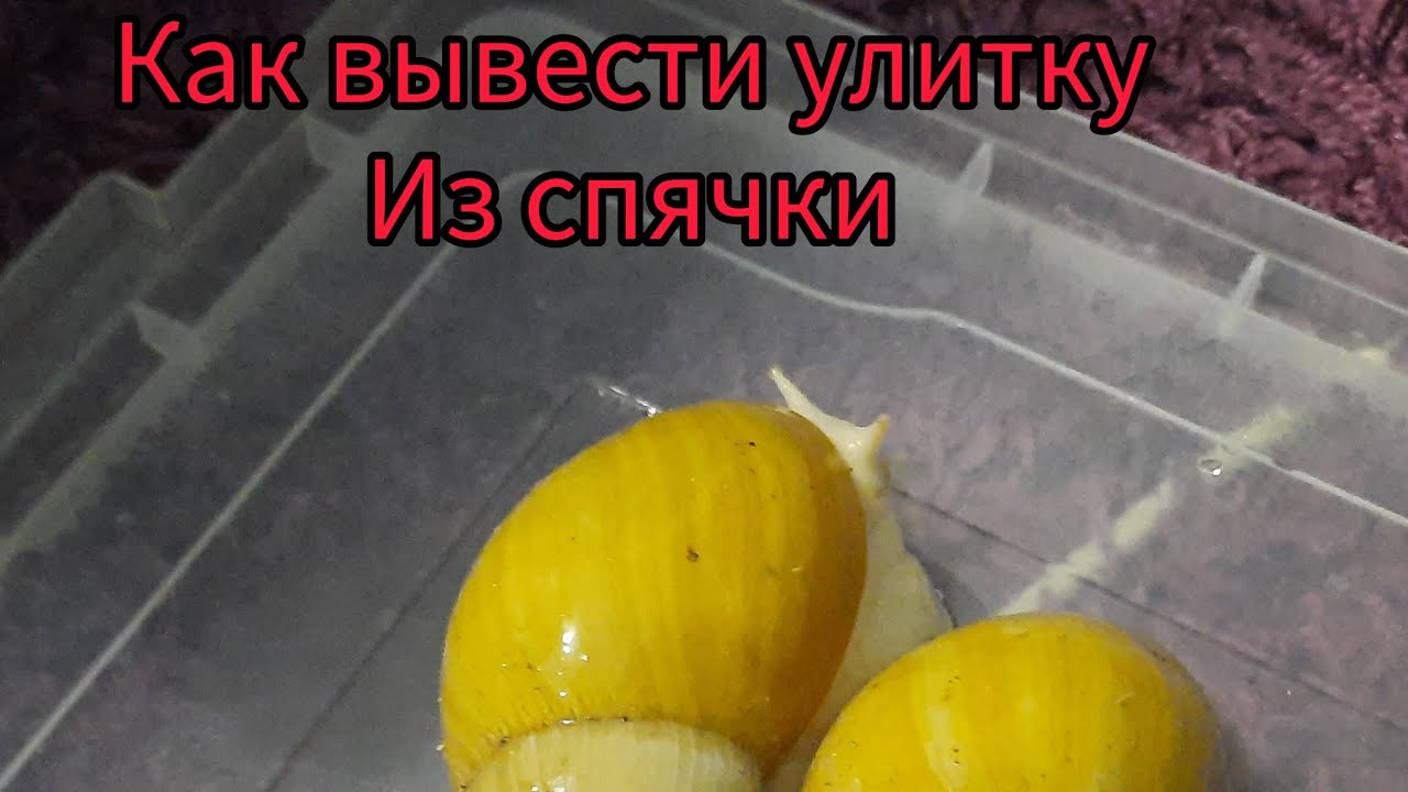 как вывести улитку из спячки? почему улитка упала в спячку?#ахатины #улитка #архахатины