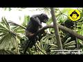 Wild Bonobo Feeding in a Tree!【Observations of Bonobos #216】
