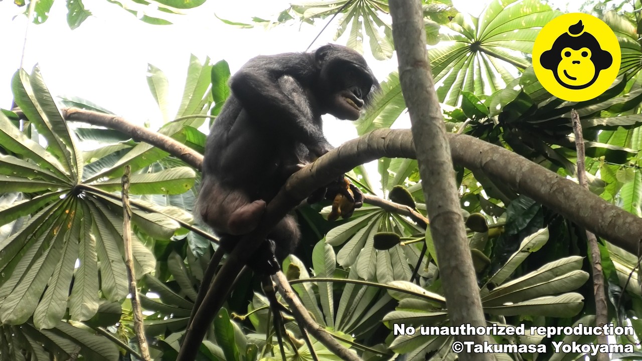 Wild Bonobo Feeding in a Tree!【Observations of Bonobos #216】