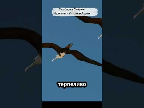 Симбиоз в Океане: Фрегаты и Китовые Акулы #ocean #shark #plants #shorts #фрегат