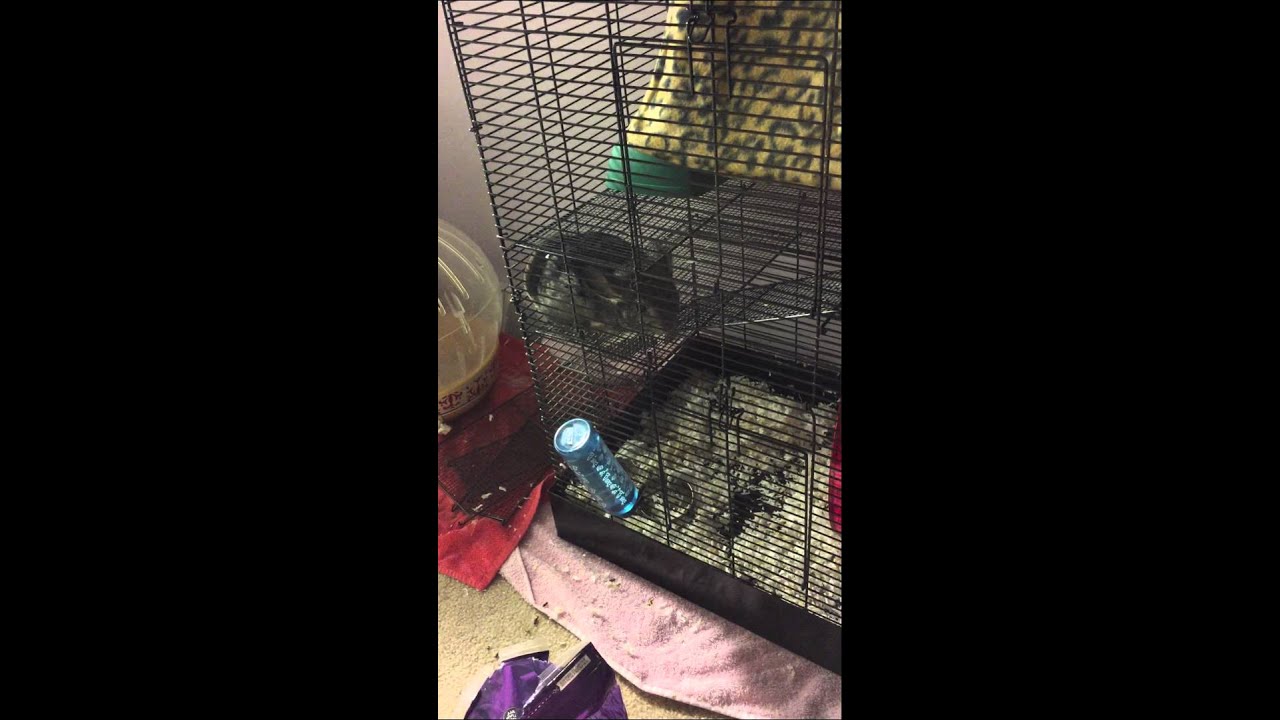 Chinchilla noises YouTube