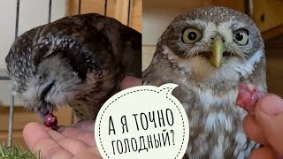 Download Lagu Сычи Чучундрий и Лучик едят мясные кусочки на ужин. Сова филин Ёль выбрала себе место у огонёчков MP3 Download Lagu Сычи Чучундрий и Лучик едят мясные кусочки на ужин. Сова филин Ёль выбрала себе место у огонёчков MP3