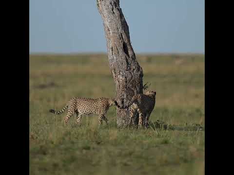 Ilora Retreats short film — Wildlife, Masai Mara