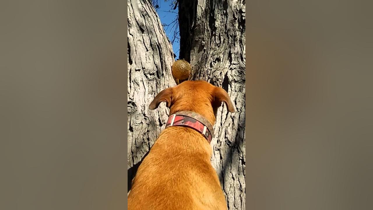 Dog can jump really jump YouTube