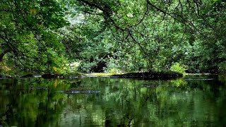 GENTLE RIVER SOUNDS WITH CHIRPING BIRDS, RELAXING SOUNDS OF NATURE, ASMR, STRESS RELIEF, SLEEP