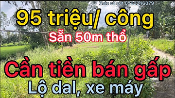 Cần tiền bán gấp, 95 triệu/ công, tổng 6,5 công,  Hậu Giang, LH 0792246079