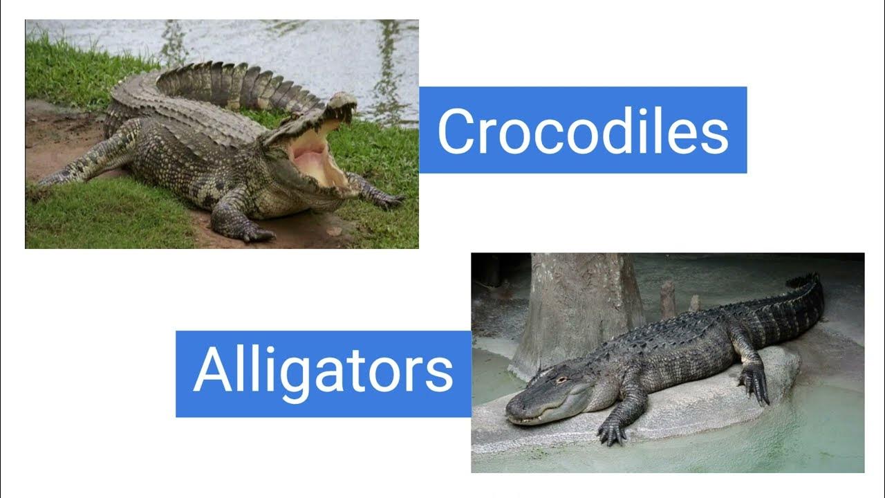 Difference Between Crocodiles and Alligators Comparison of Crocodiles