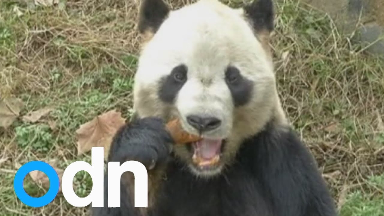 Giant Pandas At Risk From Deadly Disease Youtube