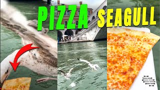 Seagull Snatched a Pizza Slice as POV Was Recording