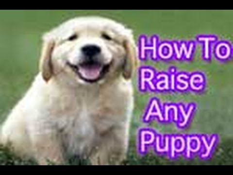 How To Raise a Well-Behaved Puppy! (MUST-SEE)