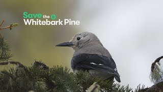Save the Whitebark Pine