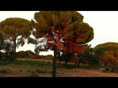 Paseo por la dehesa de Montepalacio, Paradas. Sevilla.