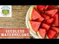HOW TO GROW SEEDLESS WATERMELONS IN YOUR BACKYARD!