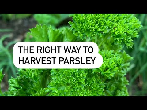 Video: Worms On Parsley - Paano Kontrolin ang Parsley Worms
