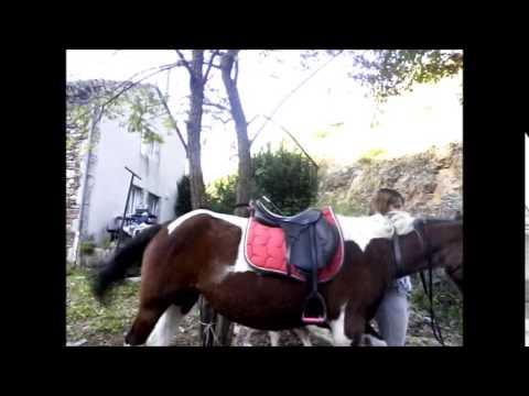 animaux domestiques balade de moi et whispere