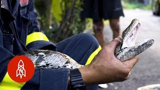 The Snake Catchers of Bangkok