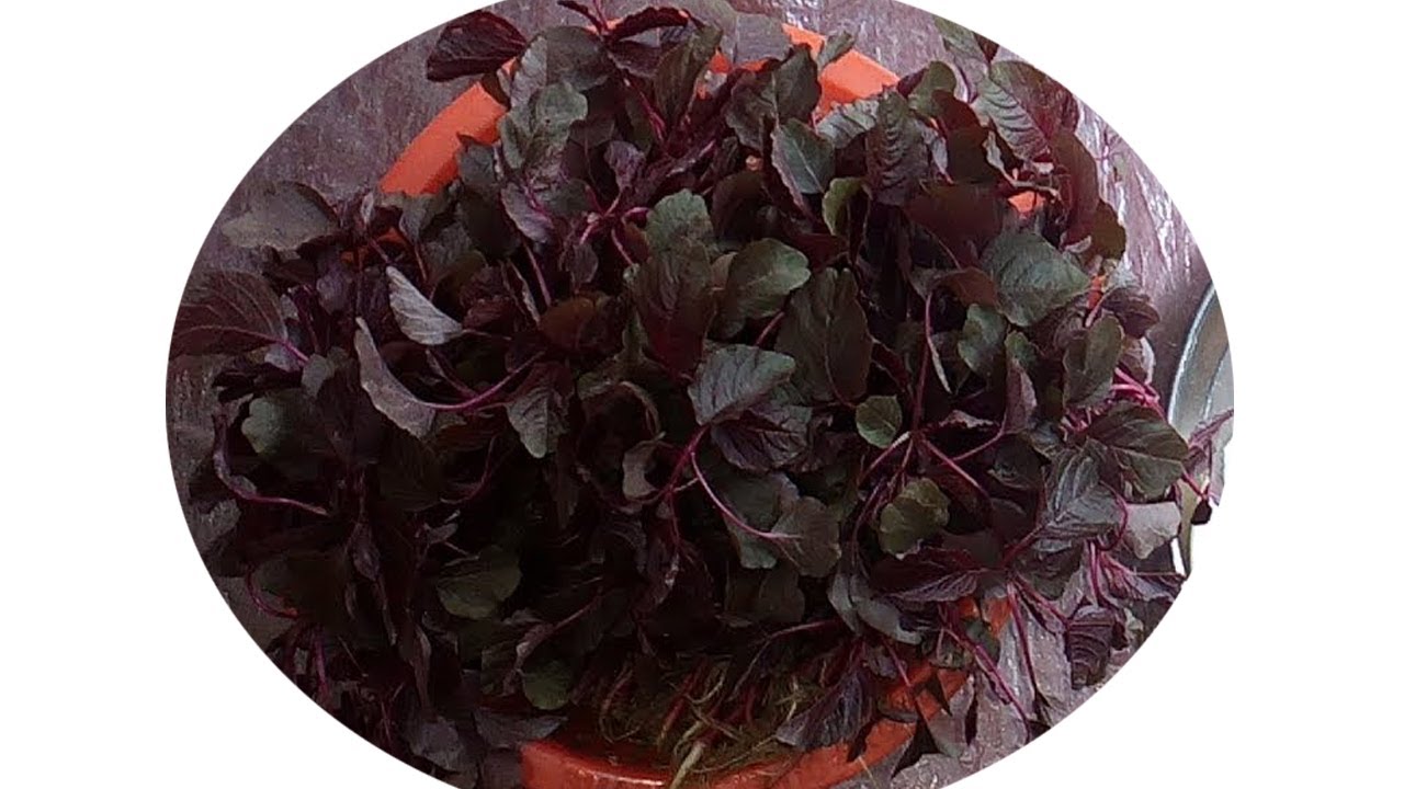 Tetul Diye Lal Shak er Tok Bengali Red Spinach Sour Healthy Recipe