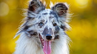 Caring for Your Shetland Sheepdog s Oral Health and Hygiene