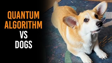 Canine Computer Beats Quantum Algorithms