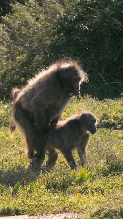 Chacma Baboons Mating