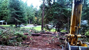 Tree Service Bellingham WA and all of Whatcom County