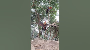 gà rừng mã đỏ đập cánh gáy gọi mã vàng bây lên như chim đại bàng 🦅.qaib qus qua zoo khav tiag tiag
