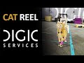 Digic services  cat reel