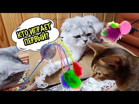 КОТЫ ВЕРНУЛИСЬ ИЗ ЛЕСА! ОГРОМНАЯ ДРАЗНИЛКА СВОИМИ РУКАМИ