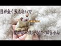 目がまったく見えないモモンガちゃんでも毎日こねられていっぱい遊んで幸せです!