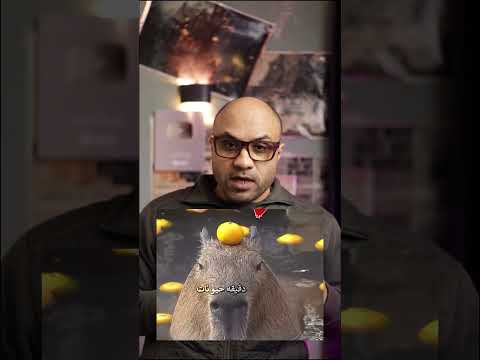 امتى الكابيبارا يغضب