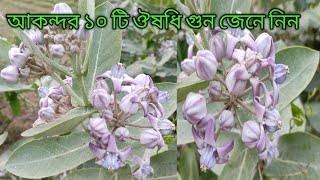 আকন্দ গাছের ঔষধি গুনাগুণ || আকন্দ ফুলের উপকারিতা || আকন্দ গাছের পাতার উপকারিতা || Akunda leaves.
